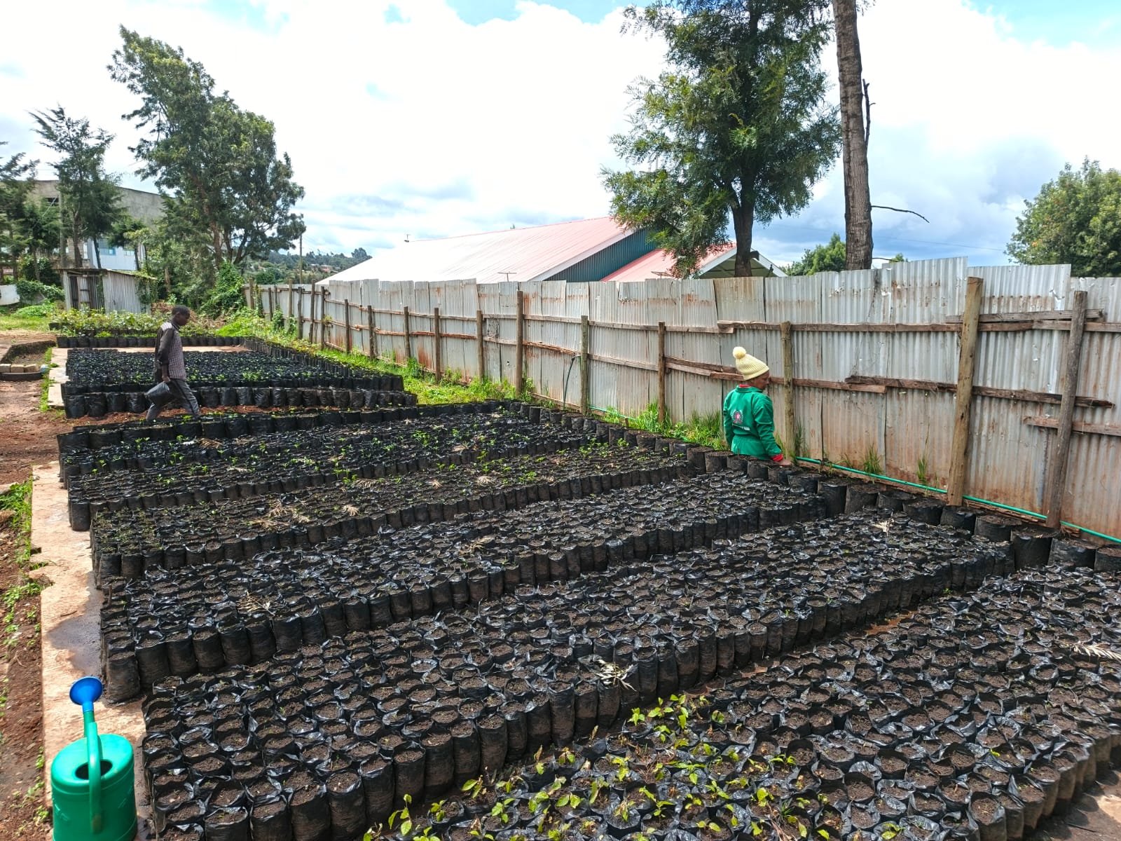 LWSC tree nursery catchment project